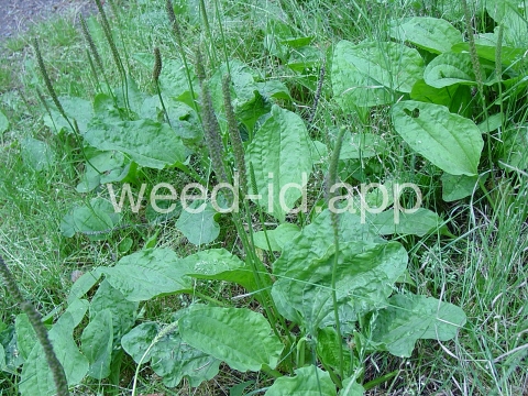 plantain, broadleaf